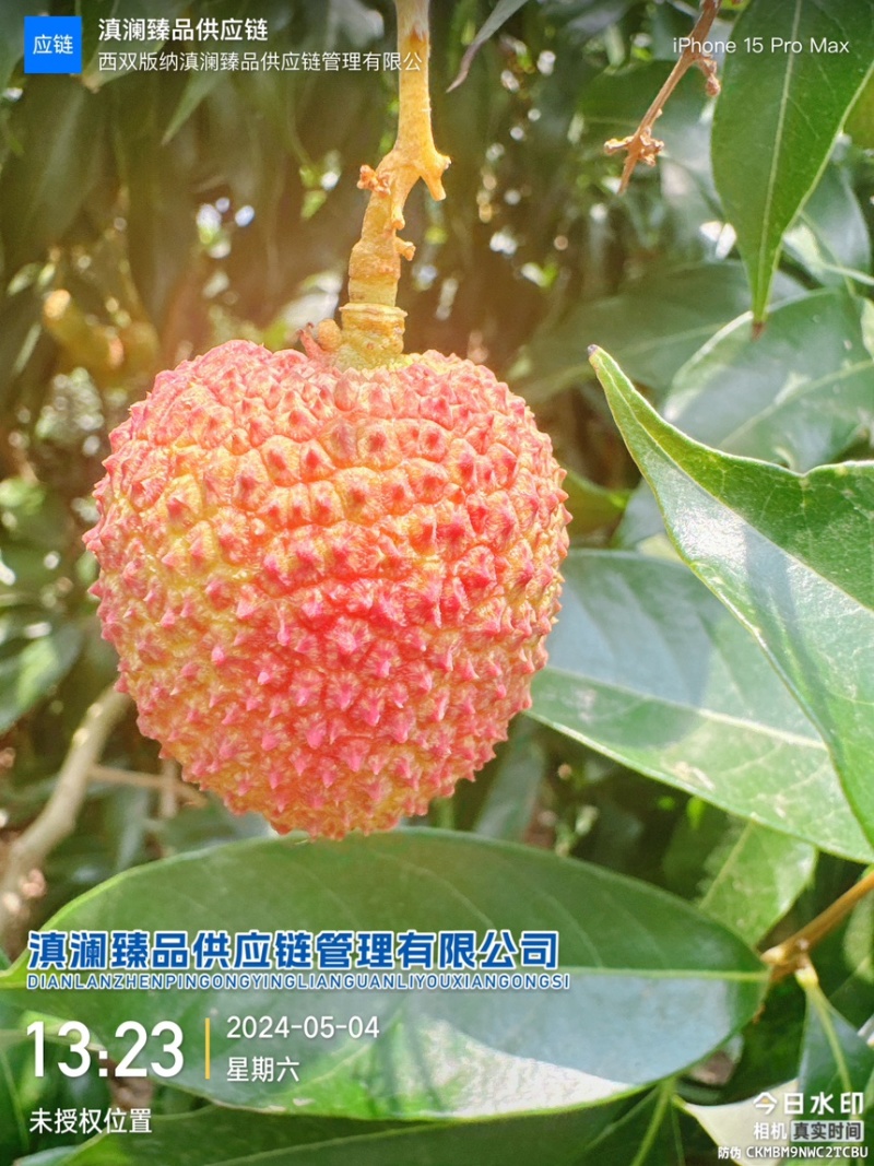 “一骑红尘妃子笑，无人知是荔枝来。”--妃子笑