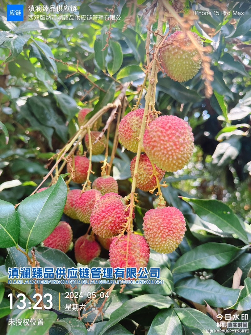 “一骑红尘妃子笑，无人知是荔枝来。”--妃子笑