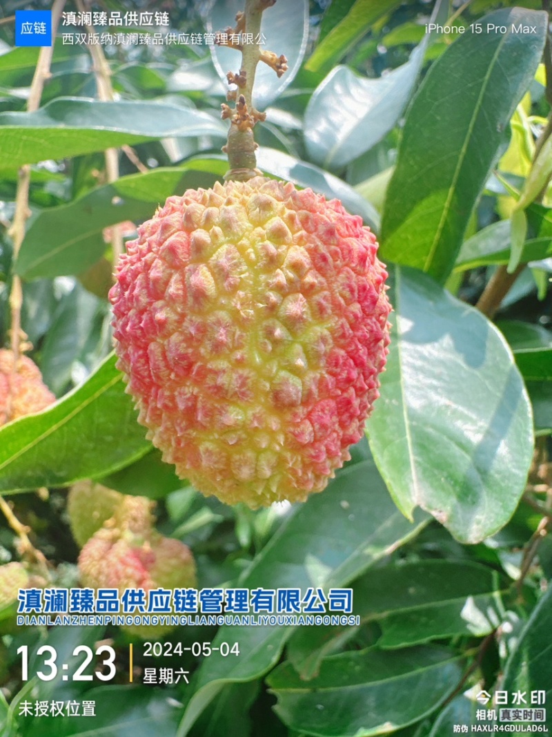 “一骑红尘妃子笑，无人知是荔枝来。”--妃子笑
