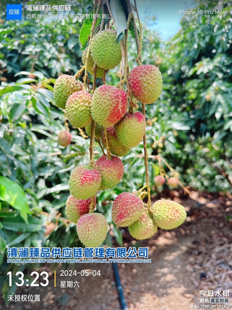 “一骑红尘妃子笑，无人知是荔枝来。”--妃子笑