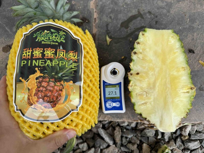 台农16号甜蜜蜜凤梨