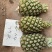 台农16号甜蜜蜜凤梨