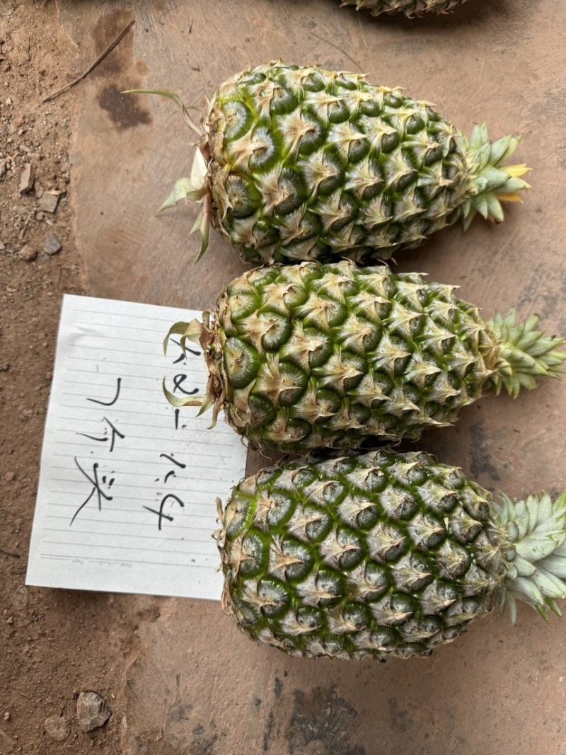 台农16号甜蜜蜜凤梨