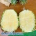 台农16号甜蜜蜜凤梨