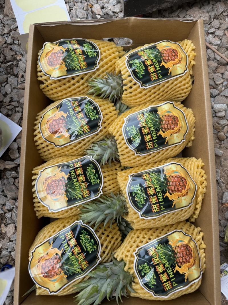 台农16号甜蜜蜜凤梨