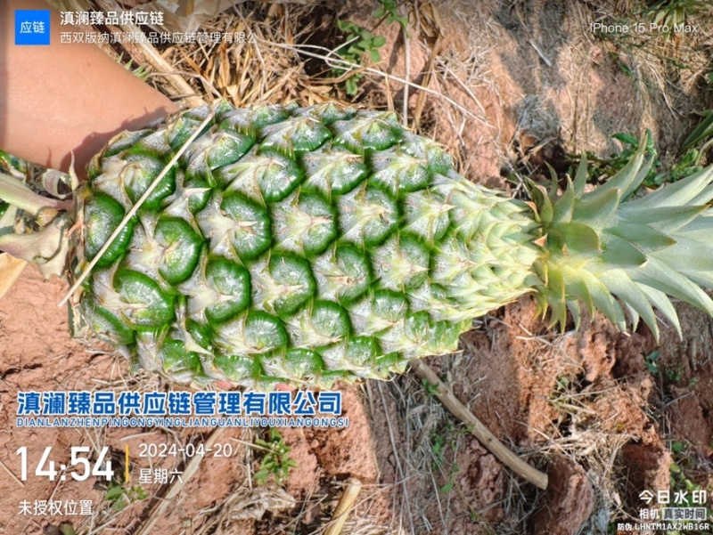 台农16号甜蜜蜜凤梨