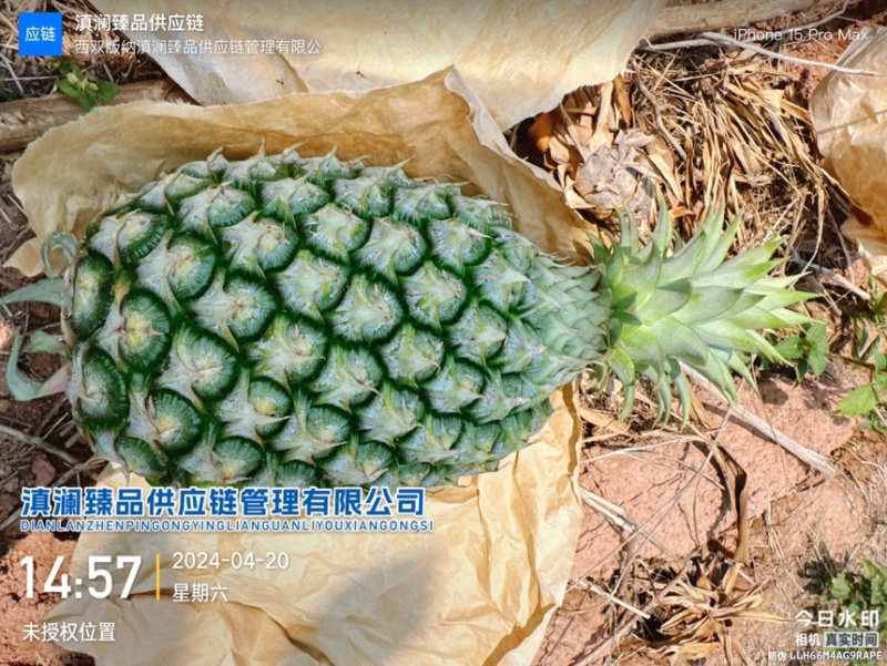 台农16号甜蜜蜜凤梨
