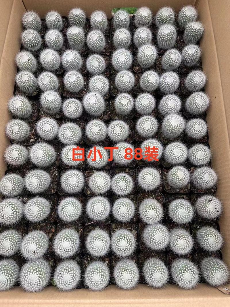 福建漳州仙人球，自家货源，专业随机组合11色88装球拼