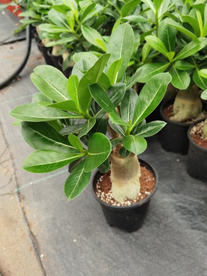 沙漠玫瑰，花卉盆栽，福建漳州基地直销多个规格可电商供货