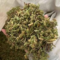 伸筋草正品过筛伸筋草透骨草舒筋草实拍现货