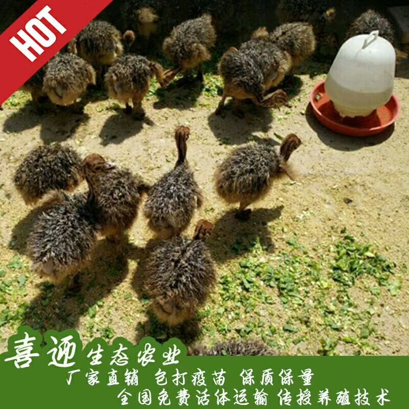 非洲鸵鸟苗，一手货源
