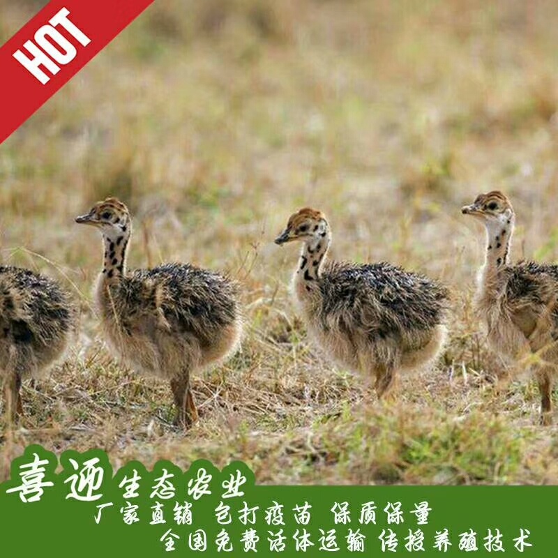 非洲鸵鸟苗，一手货源