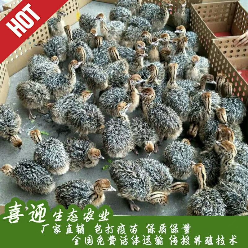 非洲鸵鸟苗，一手货源