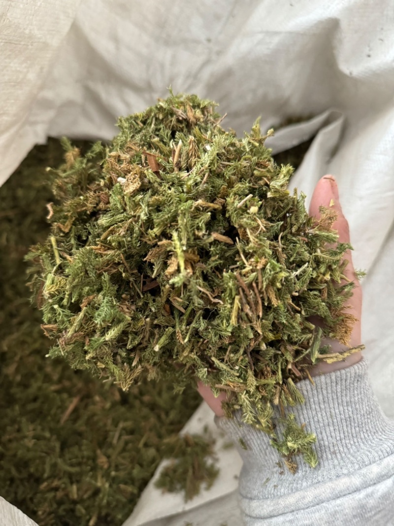 【新货颜色青正品】伸筋草过筛干货舒筋草伸筋草实物拍摄