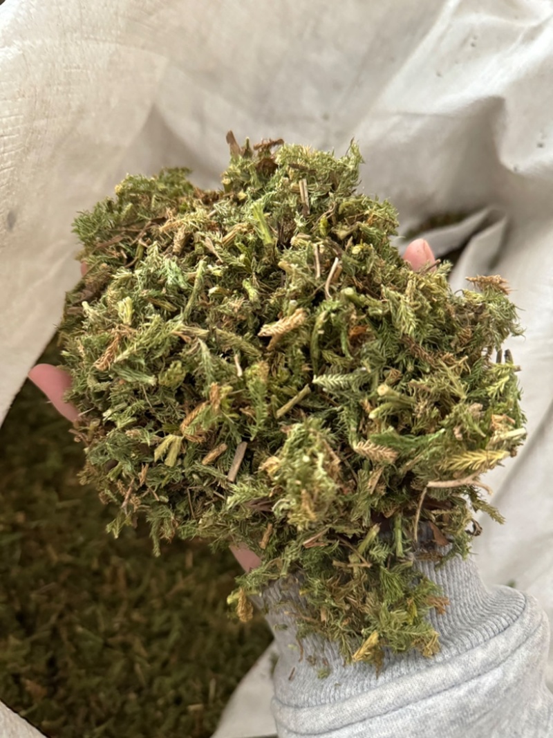 伸筋草正品过筛伸筋草透骨草舒筋草实拍现货
