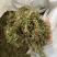 伸筋草正品过筛伸筋草透骨草舒筋草实拍现货