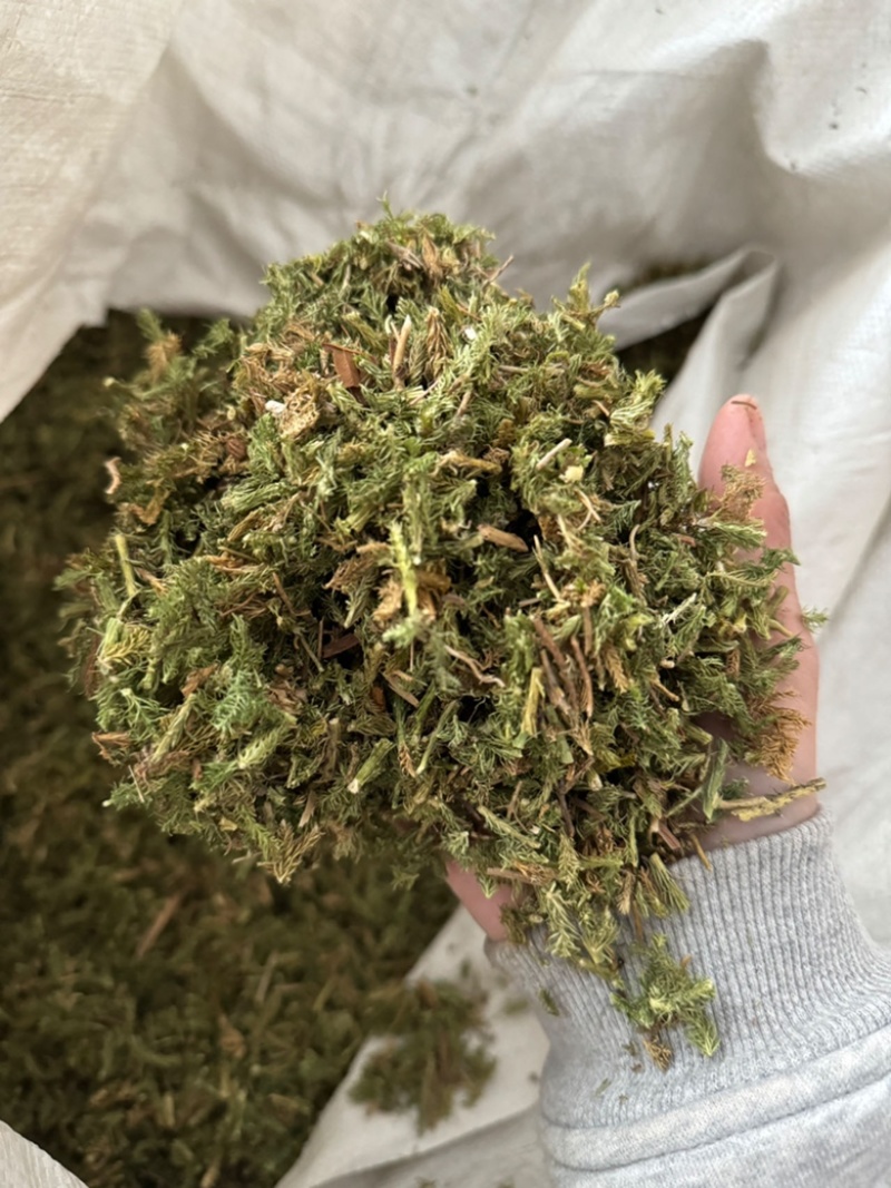 伸筋草正品过筛伸筋草透骨草舒筋草实拍现货