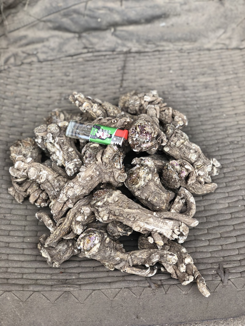 甘肃岷县无硫当归头手选当归产地直供量大从优全国发货
