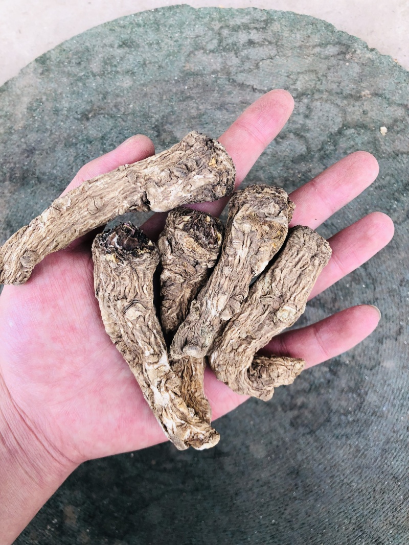 甘肃岷县无硫当归头手选当归产地直供量大从优全国发货