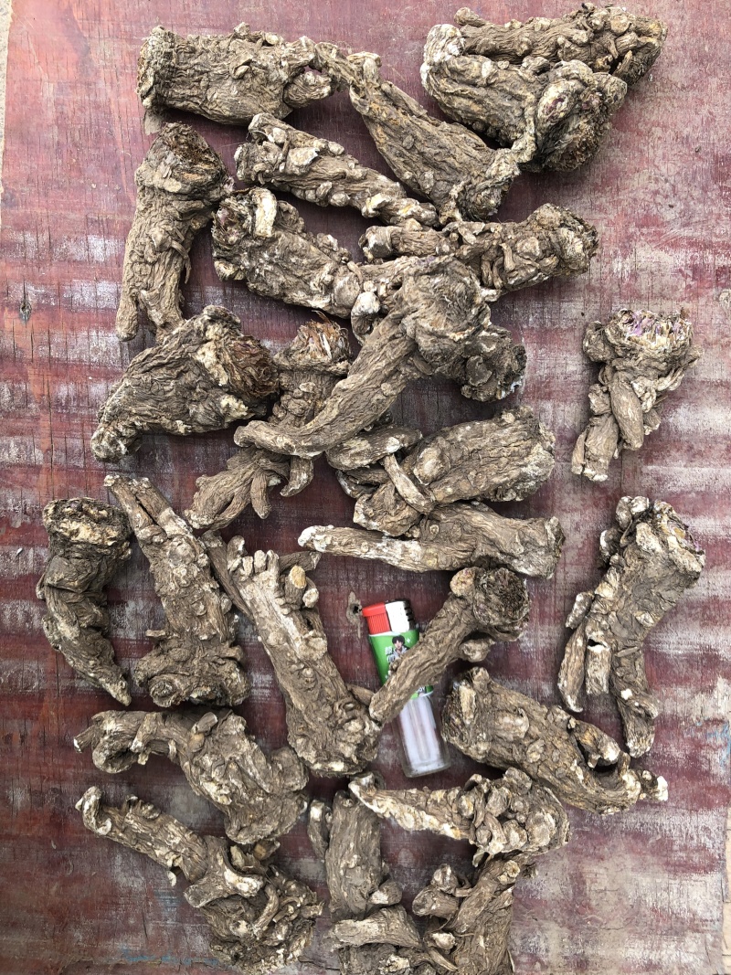 甘肃岷县无硫当归头手选当归产地直供量大从优全国发货