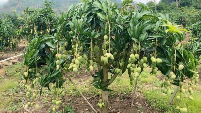 芒果