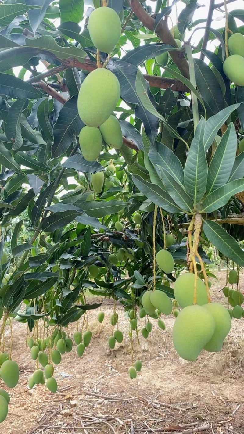 芒果