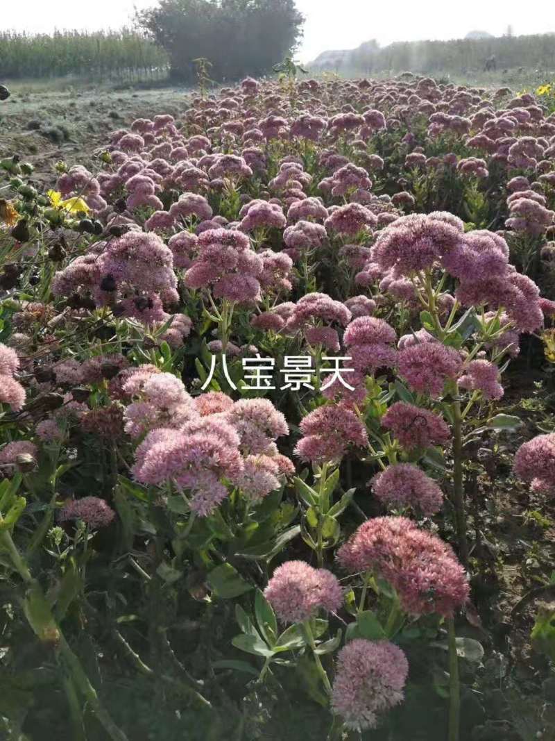 鸢尾萱草景天营养钵杯苗品种齐全量大从优