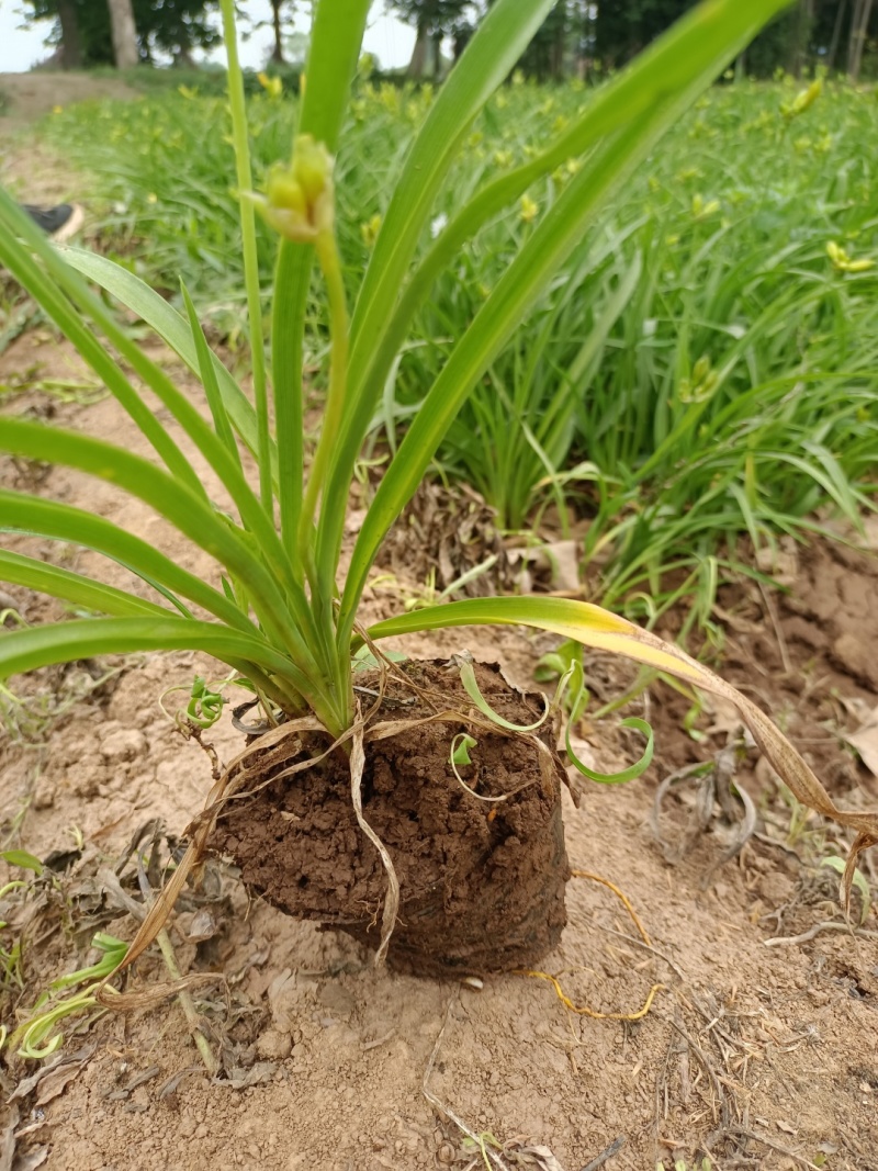 鸢尾萱草景天营养钵杯苗品种齐全量大从优