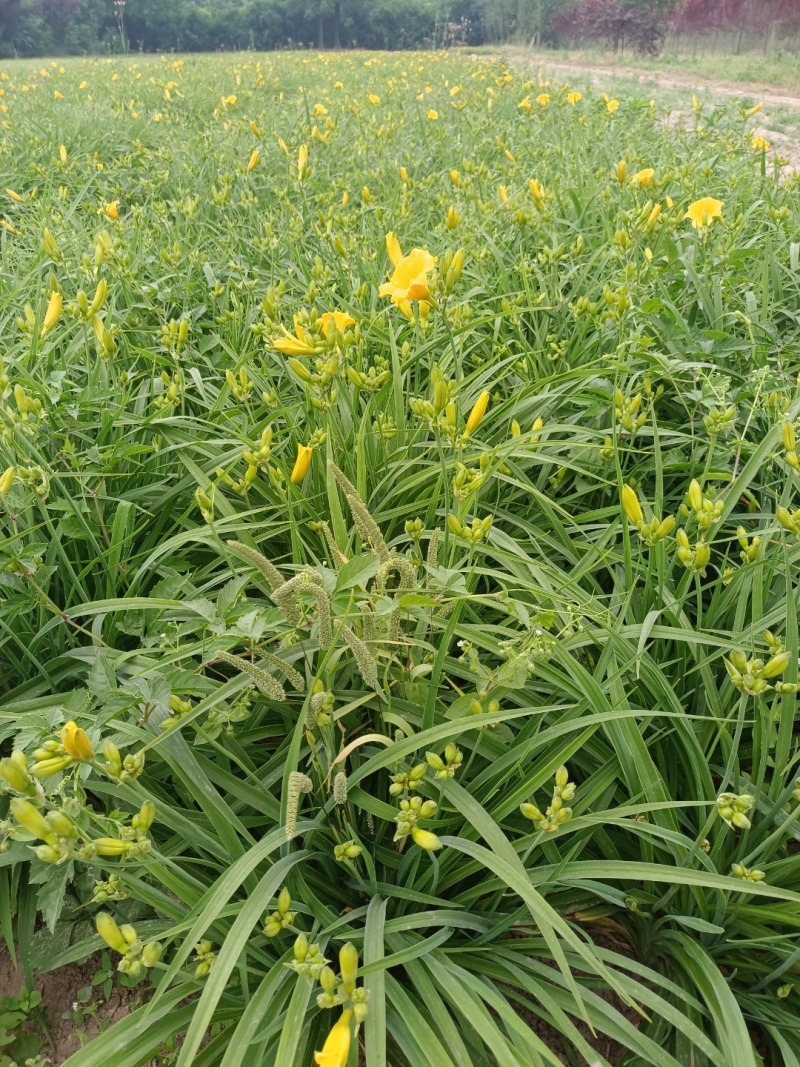 鸢尾萱草景天营养钵杯苗品种齐全量大从优