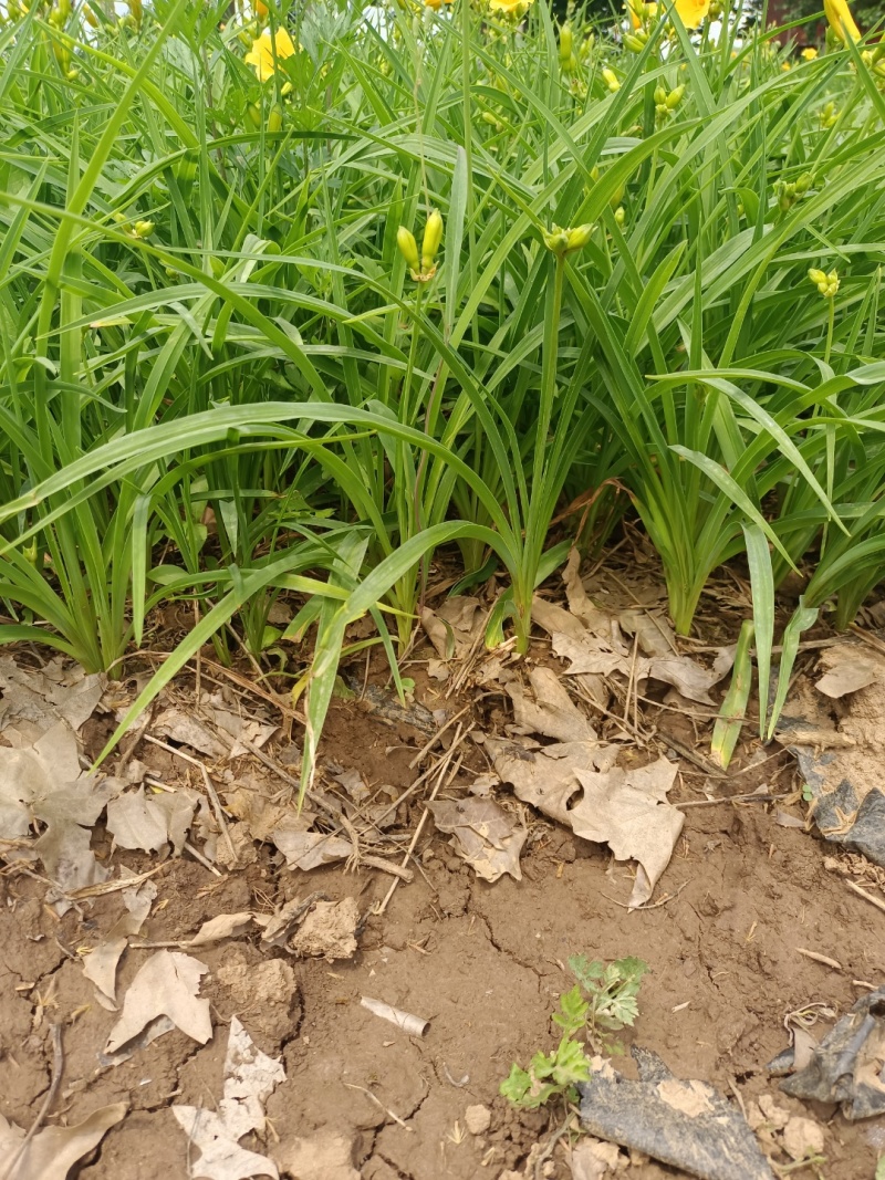 鸢尾萱草景天营养钵杯苗品种齐全量大从优