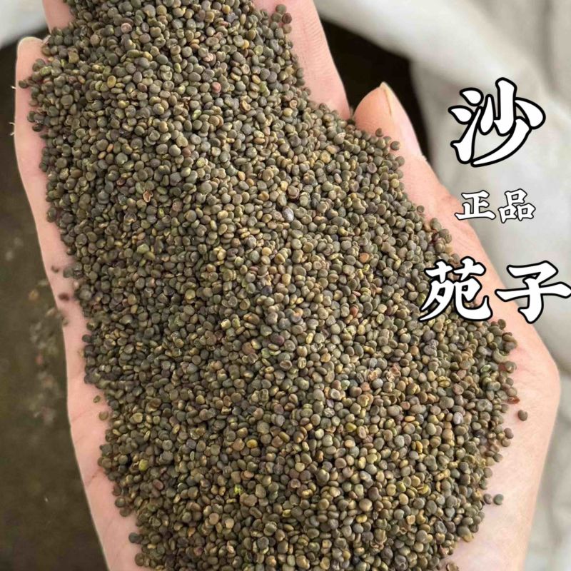 沙苑子正品沙苑子非假货只卖正品现货莫贪便宜