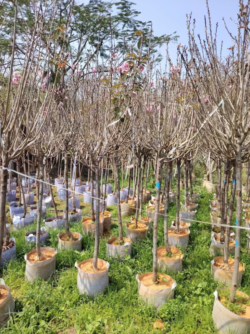日本樱花3-10分低价出售