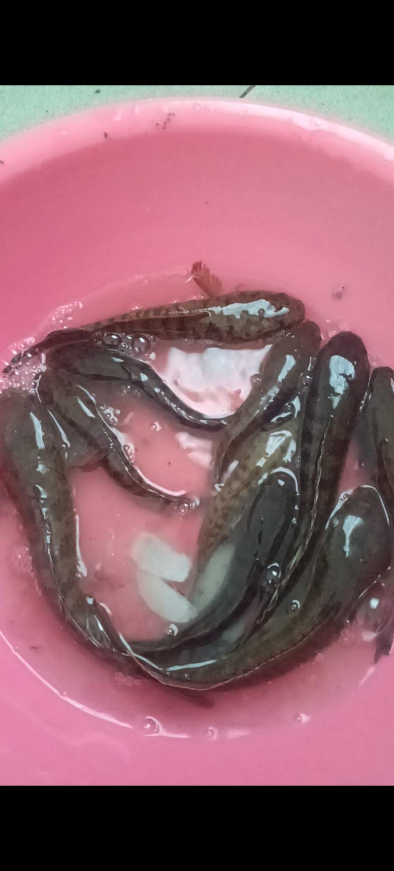 南鳢彩虹雷龙沙塘鳢需要的联系质量保证包活