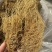 辽细辛水洗货正品细辛实拍无杂质干净实拍现货细辛