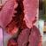 卤猪肉八成熟优质红块肉品质保证厂家直发