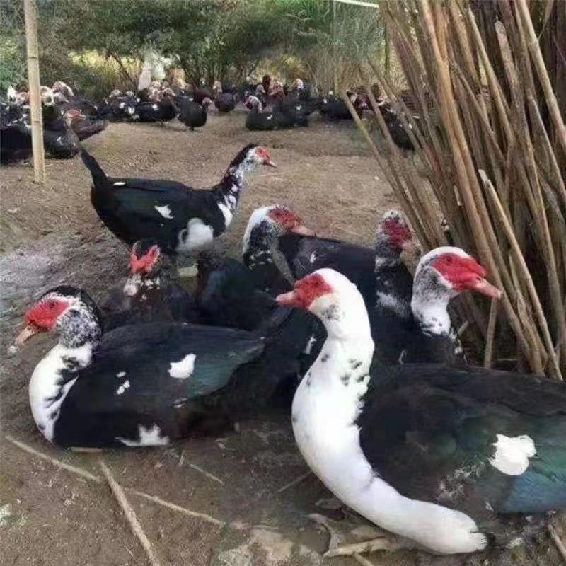 黑番鸭