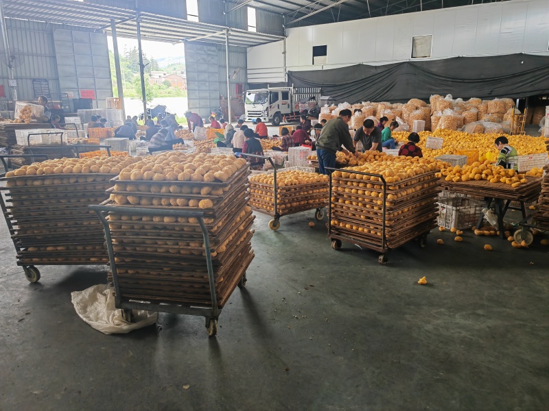 产地直销椴木小银耳500克新货白木耳银耳干货椴木小银耳