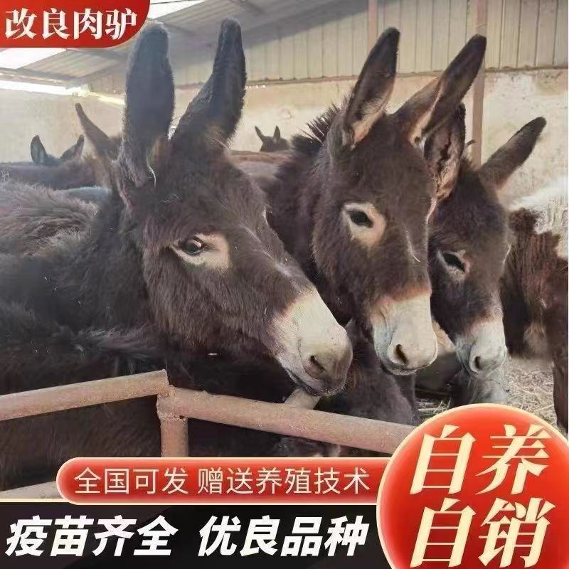 毛驴