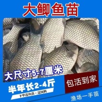 小银鲫鱼湘鲫鱼苗淡水活体草鱼花鲢苗