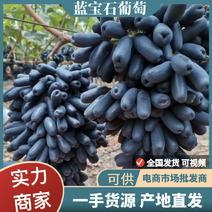 陕西大茘县蓝宝石葡萄甜度高可视频看货可供电商市场商超