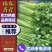 【实力推荐】山东香芹产地直发可视频看货对接全国商超