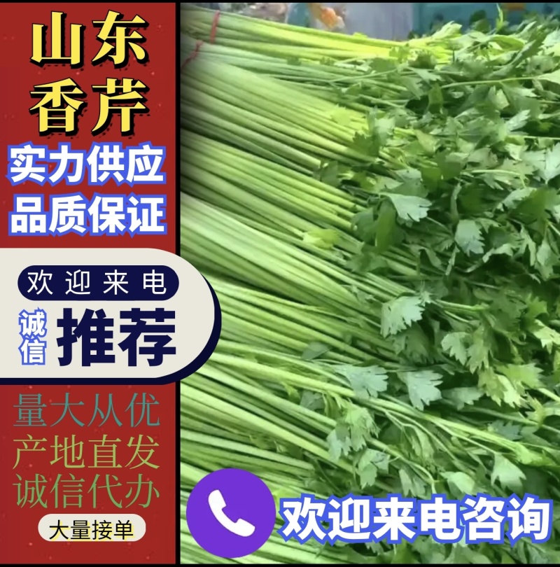 【实力推荐】山东香芹产地直发可视频看货对接全国商超
