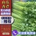 【实力推荐】山东香芹产地直发可视频看货对接全国商超