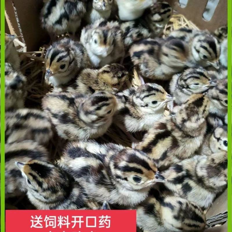 大麻鸡