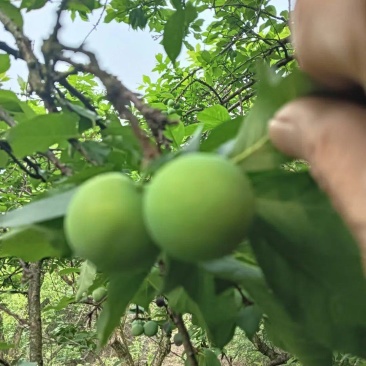 【青脆李子】广西李子桂林李子三月李产地直发支持代发