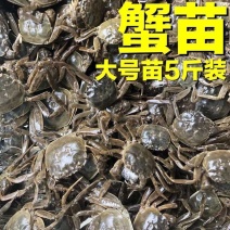 大闸蟹