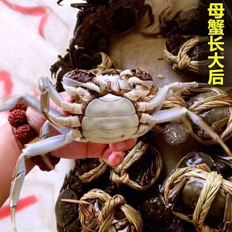 大闸蟹
