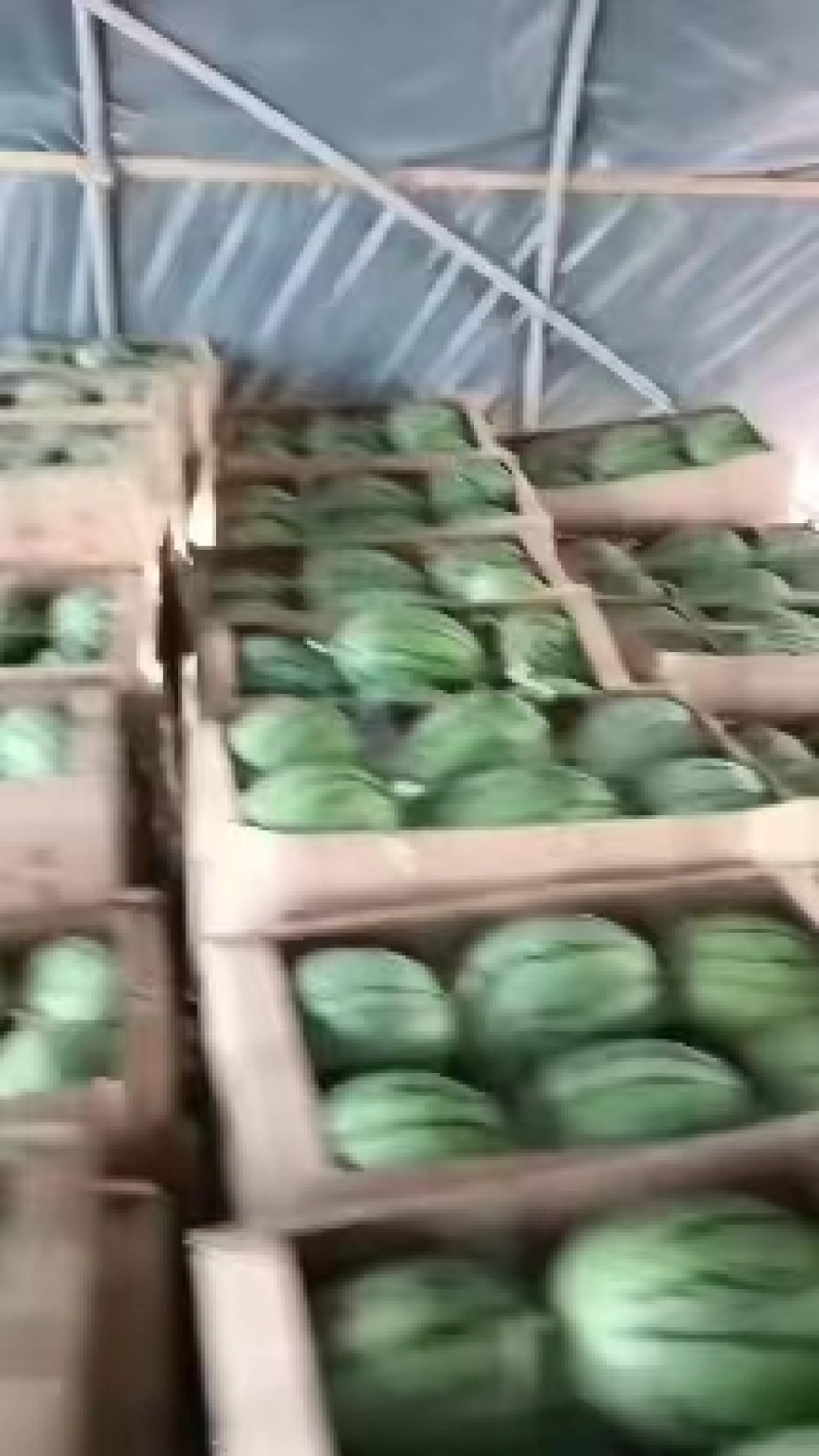 万亩早春红玉大量上市包熟包甜价格便宜全国发货