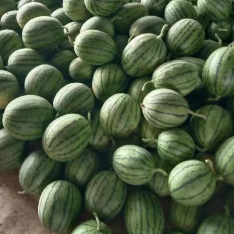 万亩早春红玉大量上市包熟包甜价格便宜全国发货