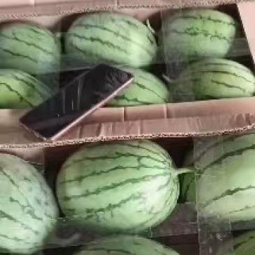 万亩早春红玉大量上市包熟包甜价格便宜全国发货